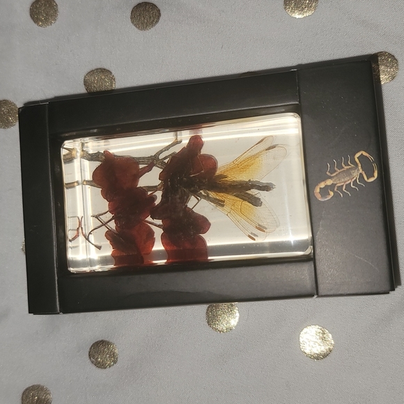Dragonfly in Resin - Picture 1 of 4